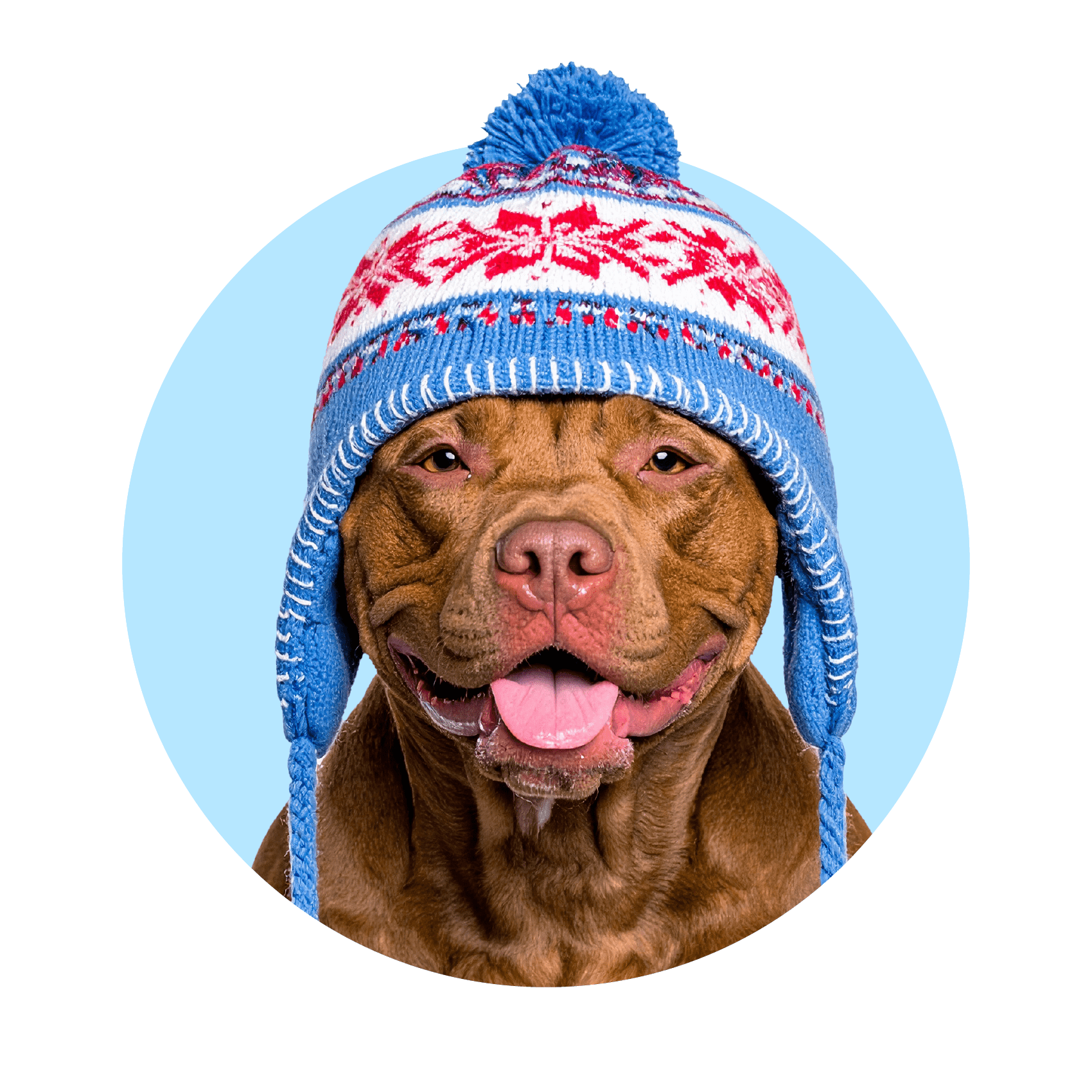 Dog wearing a blue knitted hat with a pom-pom on a green background