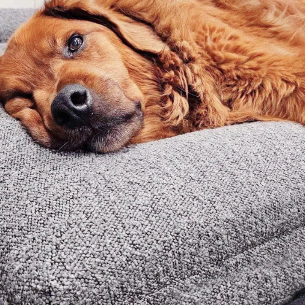 TechnuPet Dog Bed Picture color2 / 73-58-15cm Orthopedic Memory Foam Dog Bed