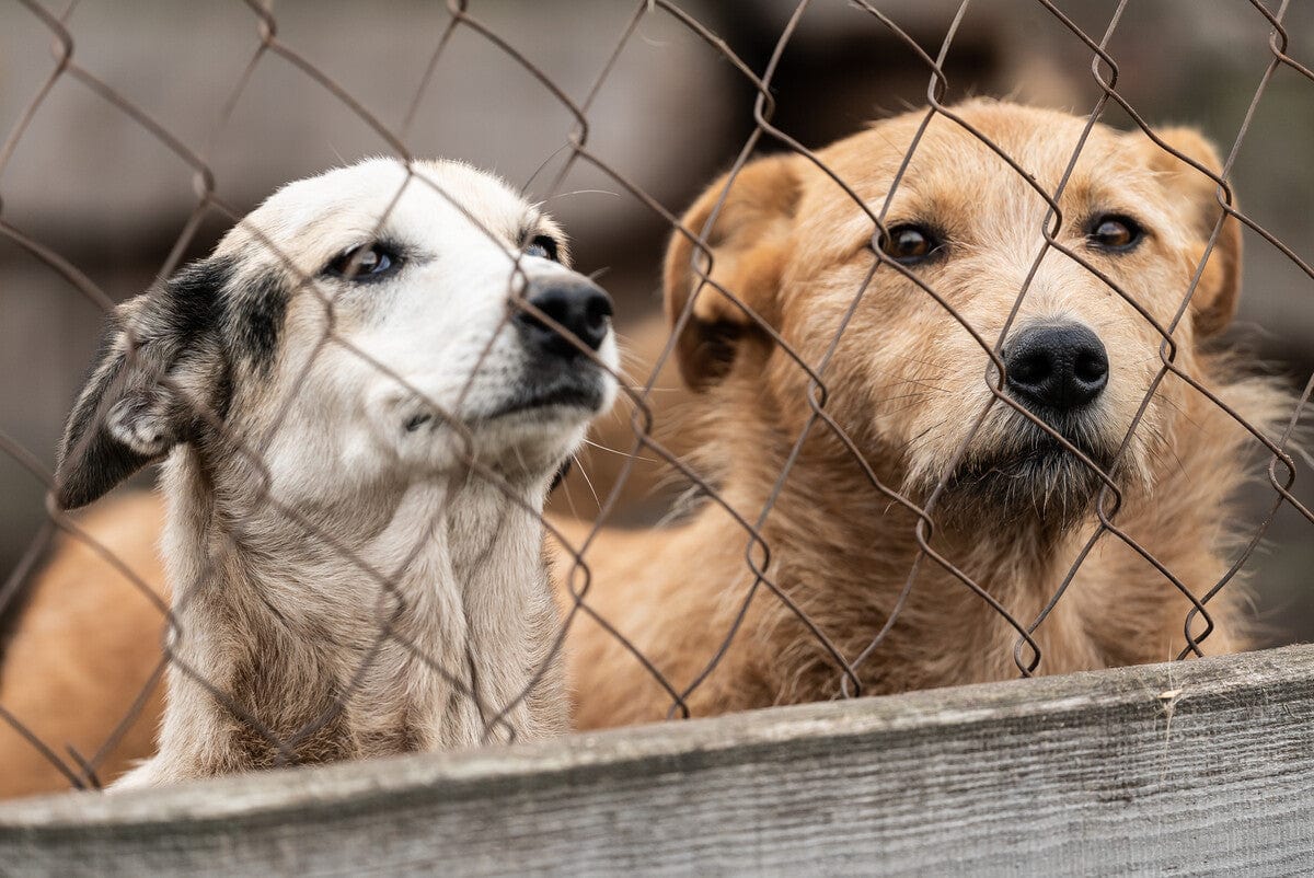 Animal-Shelters-in-Pennsylvania