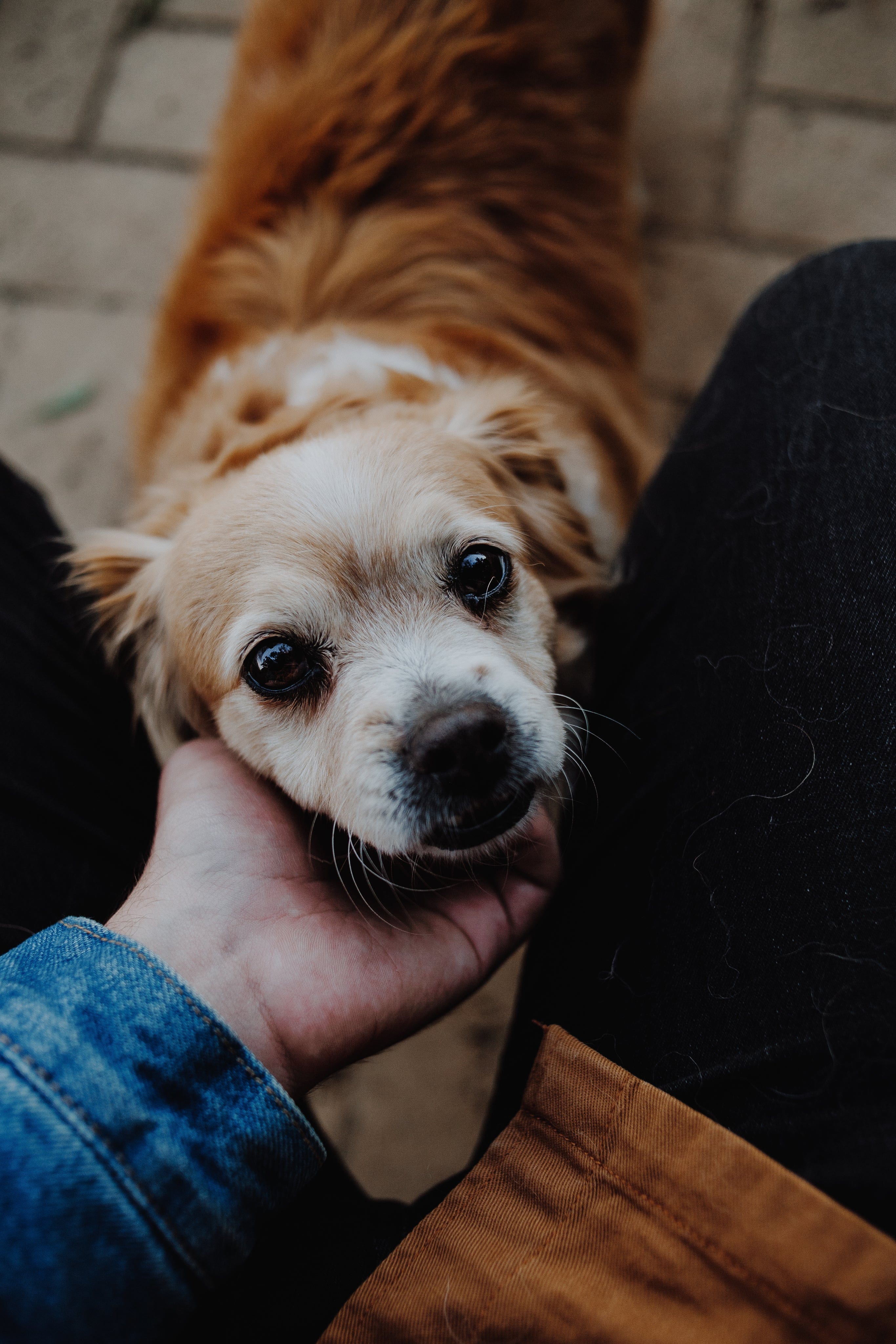 pet-me